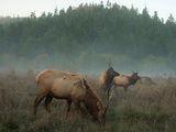 Roosevelt Elk in a Meadow in Prairie Creek State Park