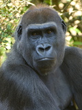 Portrait of an Endangered Western Lowland Mountain Gorilla
