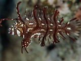 A Juvenile Rock Mover Wrasse with Elaborate Fins