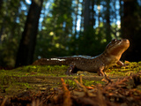 A Rescued Pacific Giant Salamander Released into Rockefeller Forest