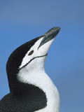 Chinstrap Penguin (Pygoscelis Antarctica) Adult Calling  Hydrurga Rocks  Antarctica Peninsula