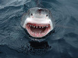 Great White Shark (Carcharodon Carcharias) Close-Up  South Australia