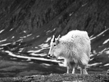A Mountain Sheep on Torreys Peak