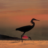 Little Egret (Egretta Garzetta) Silhouetted at Sunset  Africa