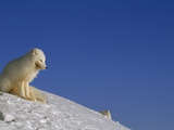 A White Arctic Fox (Alopex Lagopus) Sits Atop a Knifelike  Icy Ridge