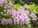 Pink Rhododendron Flowers in Piedmont Park  Atlanta