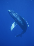Humpback Whale (Megaptera Novaeangliae)  Maui  Hawaii (Photo Obtained under NMFS Permit)