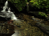 A Waterfall in a Rain Forest
