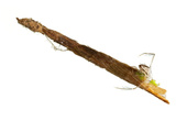 A Longhorned Casemaker Caddis Fly