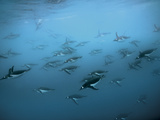 A Flock of Gentoo Penguins Swim Through the Waters of Drygalki Fjord