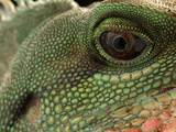 Water Dragon (Physignathus Cocincinus) Face  Native to Southeast Asia