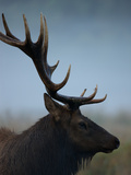 A Roosevelt Elk Bull in Prairie Creek Redwoods State Park