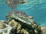 Saltwater Crocodile or Estuarine Crocodile (Crocodylus Porosus) Underwater  South Australia