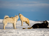 An Arctic Wolf Howls with Sled Dogs