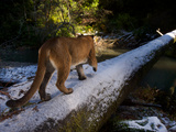 A Remote Camera Captures a Cougar Crossing a Snow Dusted Fallen Log