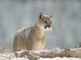 Mountain Lion or Cougar (Felis Concolor) Standing in Snow Bank  Montana
