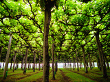 Old Grape Vines Tower Overhead at a Vineyard
