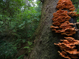 Fungi Growth on a Redwood Tree in Prairie Creek Redwoods State Park