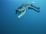 Saltwater Crocodile or Estuarine Crocodile (Crocodylus Porosus) Swimming  Oro Bay  Papua New Guinea