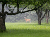 Early Morning in the Apple Orchard