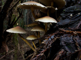 Mushrooms Growing in Bull Creek Flat of the Rockefeller Forest