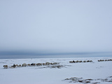 A Reindeer Caravan Herded by the Last Nomadic Komi Clan on the Tundra
