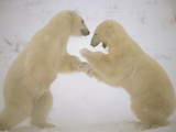 Polar Bear (Ursus Maritimus) Two Males Sparring  Churchill  Manitoba  Canada
