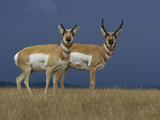 Pronghorn Antelope (Antilocapra Americana) Female  Left  and Male on Grassland  Oregon