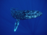 Humpback Whale (Megaptera Novaeangliae) Maui  Hawaii (Photo Obtained under NMFS Permit)