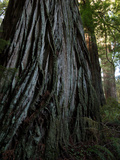 A Giant Redwood Tree in a Secret Location Called the Grove of Titans