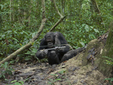 A Chimp at a Termite Mound Fishing with a Probe and Puncturing Stick