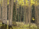 Grove of American Aspen Trees at Sunset in Autumn