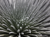 Endangered Haleakala Silversword on the Floor of Haleakala Crater