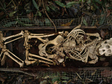 Remains of an Orangutan Cleaned by Insects Lie on a Wire Frame