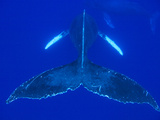 Humpback Whale (Megaptera Novaeangliae)  Nat'l Marine Sanctuary (Photo Obtained under NMFS Permit)