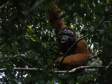 A Large Male Orangutan  Pongo Pygmaeus  Rests in a Tree