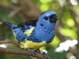 Portrait of a Captive Violaceous Euphonias Finch  Euphonia Voilacea