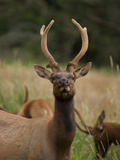 Roosevelt Elk in Prairie Creek Redwoods State Park