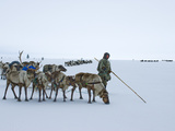 Caravan Leader of the Komi Reindeer Herders Looks for the Best Route