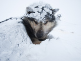 A Canadian Eskimo Dog Weathers a Blizzard in the Arctic