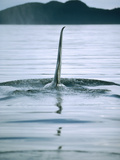 Orca (Orcinus Orca) Large Male Surfacing Shows Dorsal Fin  Near Brothers Island  Southeast Alaska