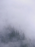 Coastal Temperate Rainforest in Clouds  Anan Creek  Alaska