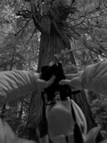 A Scientist Stands Next to an over 300 Foot Giant Redwood Tree