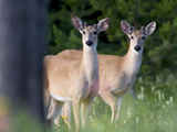 Young Male White-Tailed Deer in a Meadow with Summer Wildflowers
