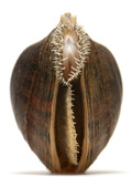 Mountain Creekshell Mussel Collected from a Fresh Water River Sample