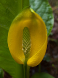Skunk Cabbage Growing in Prairie Creek Redwoods State Park