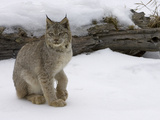 Canada Lynx (Lynx Canadensis) Sitting in the Snow  Kalispell  Montana