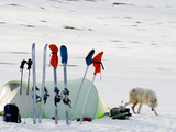 An Arctic White Wolf Is Curious About an Expedition Camp