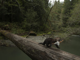 A Remote Camera Captures a Foraging Marten Crossing a Fallen Log
