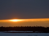 Sunset Glows over a Taiga Forest of Spruce and Birch Trees